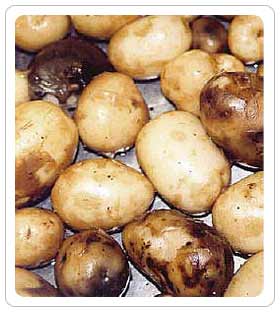 Post Harvest Boilers