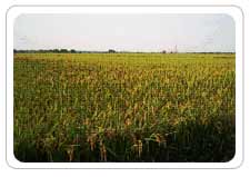 Post Harvest Chlorination